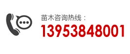 訂苗熱線(xiàn)：13953848001