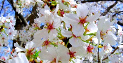 櫻花苗