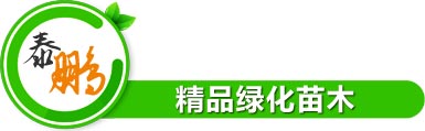 精品綠化苗木
