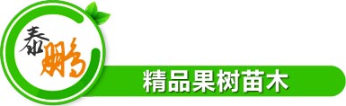 精品果樹(shù)苗木