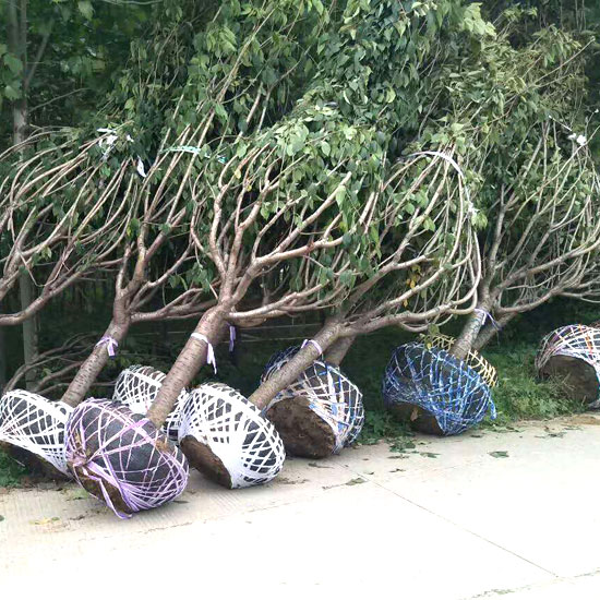 櫻花樹發(fā)貨