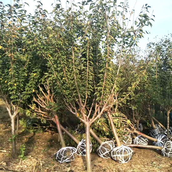 櫻花