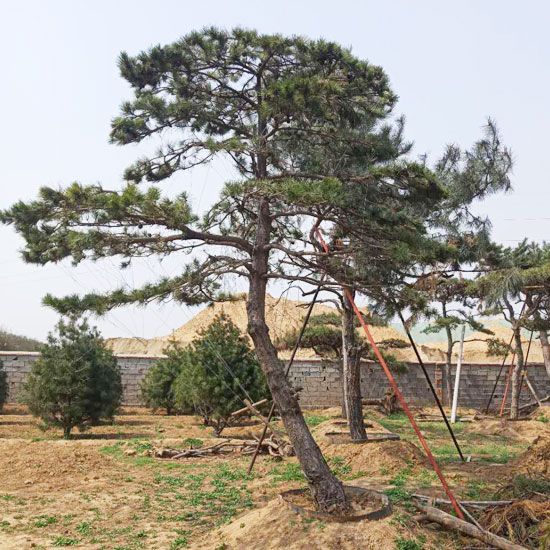 山東泰安造型油松基地