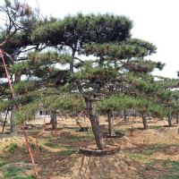 <img src=upfile/images/2024/07/04/small3_17200876452799390.jpg height=300>