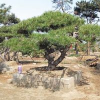 <img src=upfile/images/2025/01/04/small3_17359613458694517.jpg height=300>