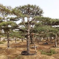 <img src=upfile/images/2025/02/12/small3_17393530348736403.jpg height=300>